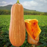 Семена семян тыквы с пчелой тыквой саея семя