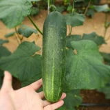 Фрукты хрустящие глупые вишневые саженцы семян