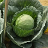 Зеленый крест -блюд -семян эверсист