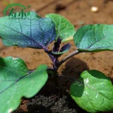 Семена баклажанов круглые, рассада овощей, рассада овощей, южная крупная рассада овощных баклажанов, четырехсезонная рассада риса, комплектная рассада, рассада баклажанов