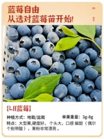 [Новые саженцы] L11 саженцы фруктов черники 1 [Pack Dive Edition, упаковка в прямом эфире] Принесение почвы и листа, в результате второго года