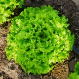 Полная коллекция семян озимых овощей, семян шпината и рапса, пригодных для посадки осенью и зимой в октябре.