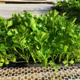 Семена сельдерея Four Seasons, Саженцы сельдерея, Корневая рассада, Рассада овощей, Корневая рассада сельдерея оптом