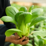 Полный список семян овощей. Зеленые овощи подходят для подзимней посадки. Осенние и зимние семена кориандра, шпината, семян личинок рапса и зимних семян.