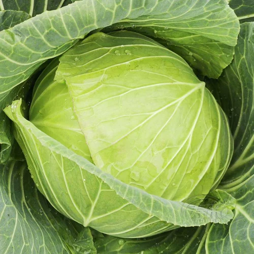 Зеленый крест -блюд -семян эверсист