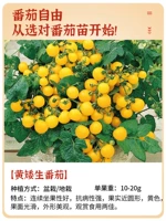 (Маленький овощный сад) 6 Желтый карликовый томатный саженцы