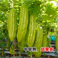 (Сад Кауди) 5 горьких саженцев тыквы