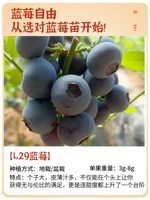 [Новые саженцы] L29 саженцы фруктов черники 1 [Pack Dive Edition, обертка жизни] Принесение почвы и листа, в результате второго года