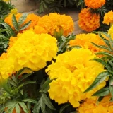 Южная Африка Wanshou chrysanthemum Семена четыре сезона Элеи