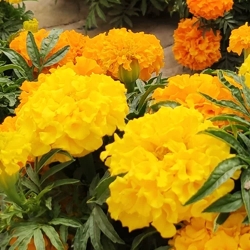 Южная Африка Wanshou chrysanthemum Семена четыре сезона Элеи