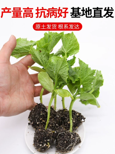 Сеянки для девушек из ревеня красные грибы семя семян семян семян семян семян семян