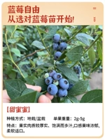 【Сладкий мед】Саженцы черники 6-летние