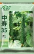 Высокие урожайные плотные семена огурца 50 оригиналов (купить 2 получить 1 бесплатно)