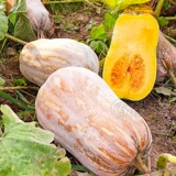 Dingpai Seed Industry Xiaopangdunmiben Саженцы семян тыквы Цзяо Саженцы семян Южного сезона Высокая урожайность Супер сладкие саженцы