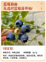 [Акция] [Новые саженцы тканевой культуры] 1 Саженец изумрудной черники, с почвой и листьями, плодоносит на второй год.