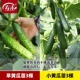 3 Gradous Seargings Cucumber+3 саженцы огурца 3 деревья
