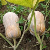 Dingpai Seed Industry Xiaopangdunmiben Саженцы семян тыквы Цзяо Саженцы семян Южного сезона Высокая урожайность Супер сладкие саженцы