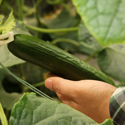 Фермер Ашин Маленькие Семена огурца высокий урожай, летние горшечные растения без шипа весной и осенью, весна