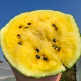 Небольшие японские семена семян семян семян арбуза в Японии, желтый крикет желтая кожура, небольшие саженцы, южные сезоны, посадки мулов