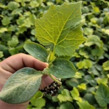 Нестандартное восхождение на землю маленькие саженцы для семян огурца сажан