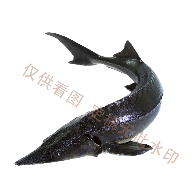 泉乡鲟龙 泉乡水产的LOGO