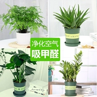 Галлонский бассейн-бассейн-бассейн-марони папоротник + рог дракон алоэ + черепаха назад + денежный дерево ++ Полный набор подарков