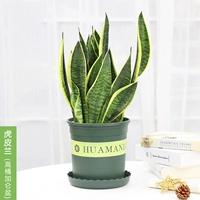 Тигр Пиралан