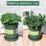1 лимонный мята+1 Cool Mint Galun Pot [(+удобрения)]]