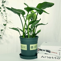 Paradise Bird Curon Pooth