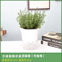 [Bailei Siang] Da Pot Hexagonal Lazy People Self -Absorbing Basin для отправки удобрений