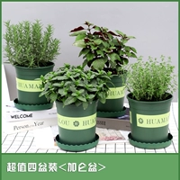 [Значение 4 больших горшков] Галлоновый мята+розмари+благовония+perilla