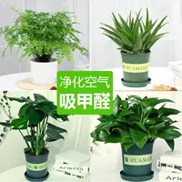 Галлоновый бассейн-бассейн-бассейн-проводной папоротник + рог дракона алоэ + черепаха + зеленый плюс + подарочный набор