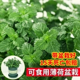 Большой картофель с мятой может быть большой горшок с катальной бакиной, абонизируя комары