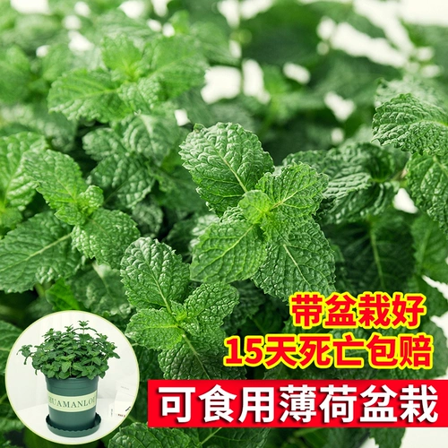 Большой картофель с мятой может быть большой горшок с катальной бакиной, абонизируя комары