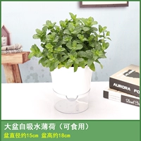 [Мята] Боистский гексагональный ленивый человек -погибший бассейн для отправки удобрений