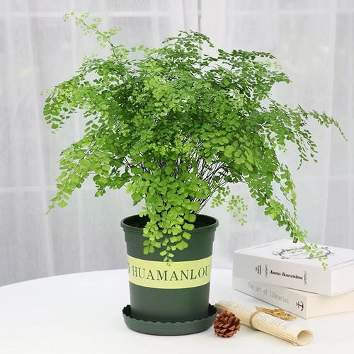 Зеленая посадка горшечные растения, украшенные формальдегидом, поглощающими формальдегидные растения в новой комнате.