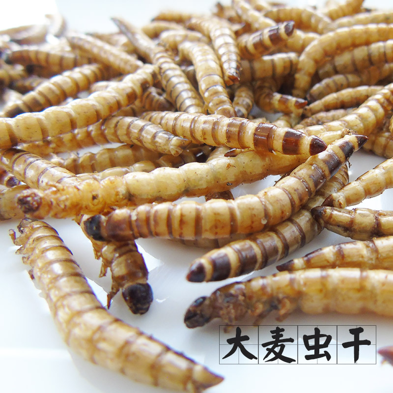 Acorn house)) Barley worm dried squirrel flying mouse hamster snack protein supplement