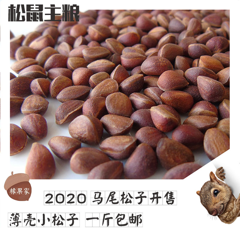 Horsetail pine pet devil golden flower squirrel food staple food food ration feed raw 500g