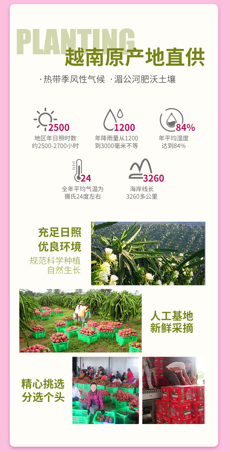 越南进口白心白肉火龙果5个装 新鲜热带水果