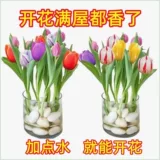 Тюльпан горшечные растения с цветочными почками и выращиванием воды в четыре сезона Тюльпан посадка цветочные растения гостиная зеленые растения цветы легко поднять