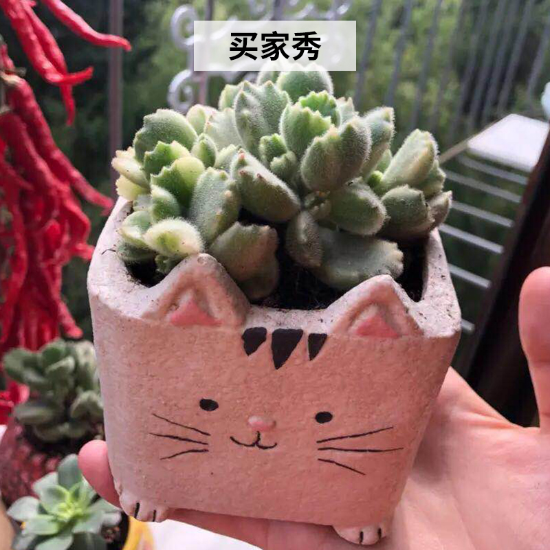 Express cartoon fleshy flowerpot creative move ceramic animal combination potted plant size flowerpot platter