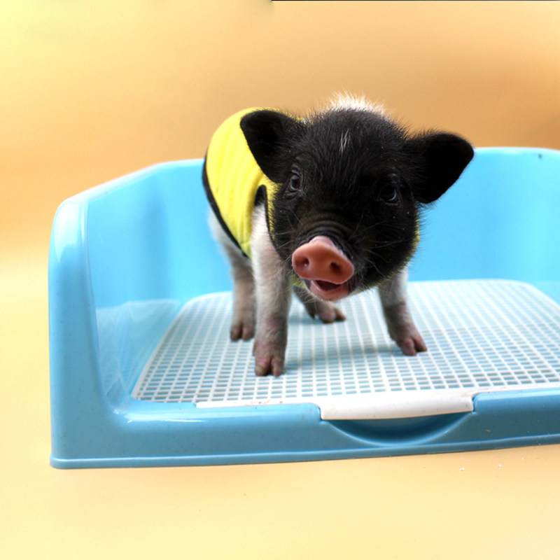 Special Offer Pet Dog Toilet Large Fence Dog Toilet Pig Teddy Dog Toilet Urine pot