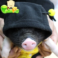 Преобразование пчелы