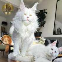 Russian pure white Maine Coon large cat giant pure black silver tabby brown tabby smoky gray purebred Maine Coon cat live
