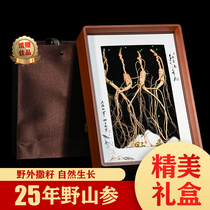 Long white Mountain raw sun Mountain ginseng Lower part of the old ginseng 25 years 4 clothes 18 years 8 Bottling Wine Dry Ginseng