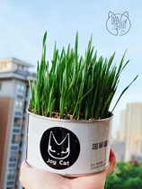 JoyCat Canned Canned Cat Snacks No soil cat grass to go to the weed wheat grass