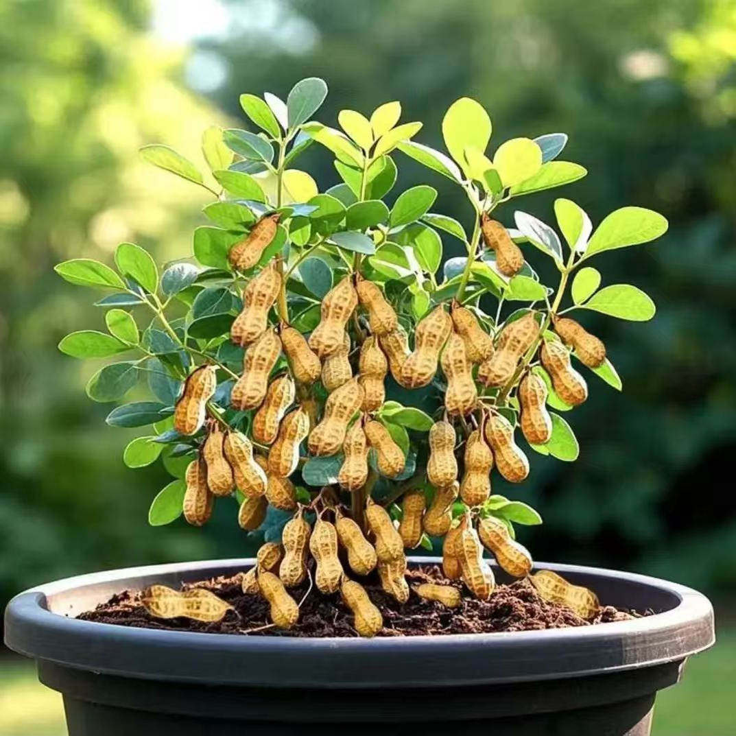 树上结花生!四季高产高油种子来啦!种地党必看!-其它宠物粮食-淘宝好物网