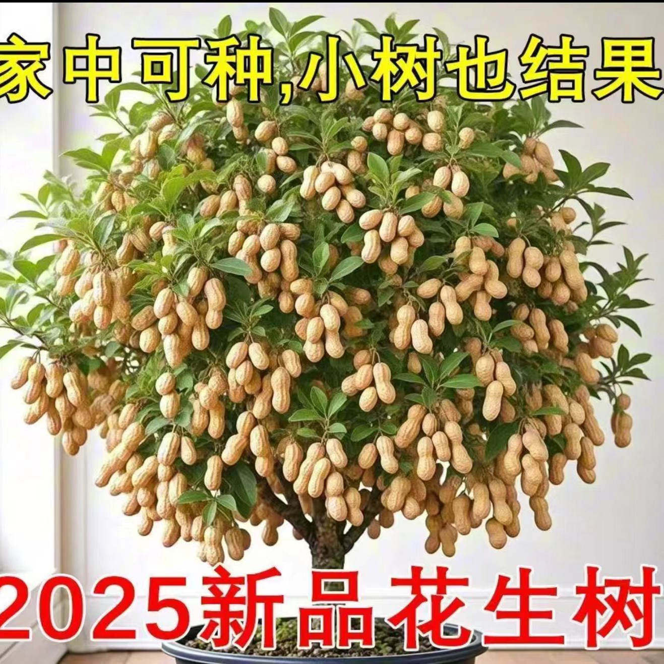 新品树上的花生【四季花生种子】:大粒高产,四季皆宜的种植新宠!-其它宠物粮食-淘宝好物网