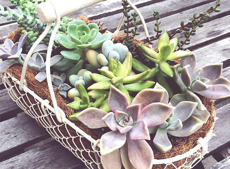 饱满的多肉也有叶干的时候 肿么办 趣值买