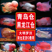 (Daming) Thai imported Luohan fish fry Hongyun Red Horse Fantasy Desa Snake Tai Jinhua Fire Phoenix Dajisan